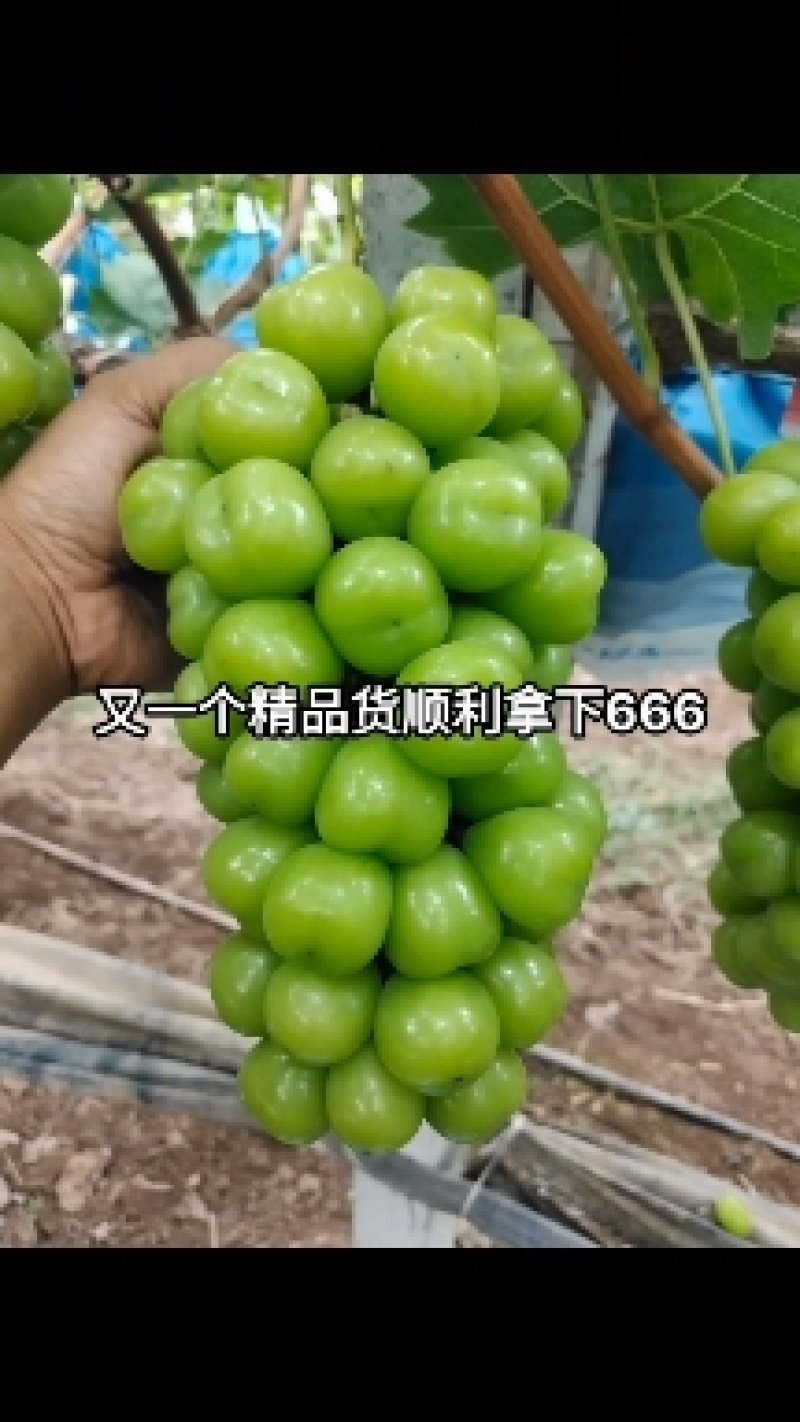 精品阳光玫瑰
