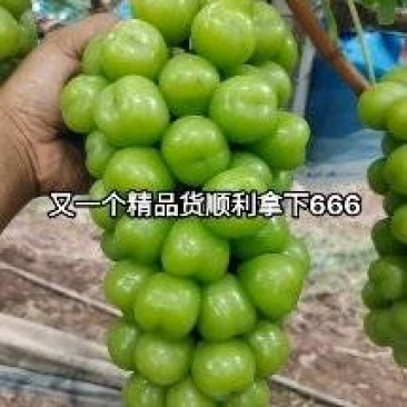 精品阳光玫瑰