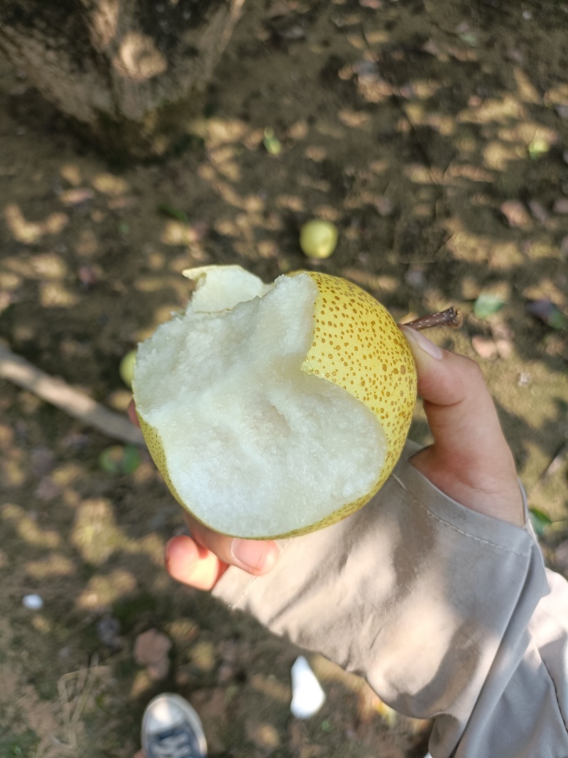 砀山白酥梨自家种植金黄酥脆皮薄核保证质量
