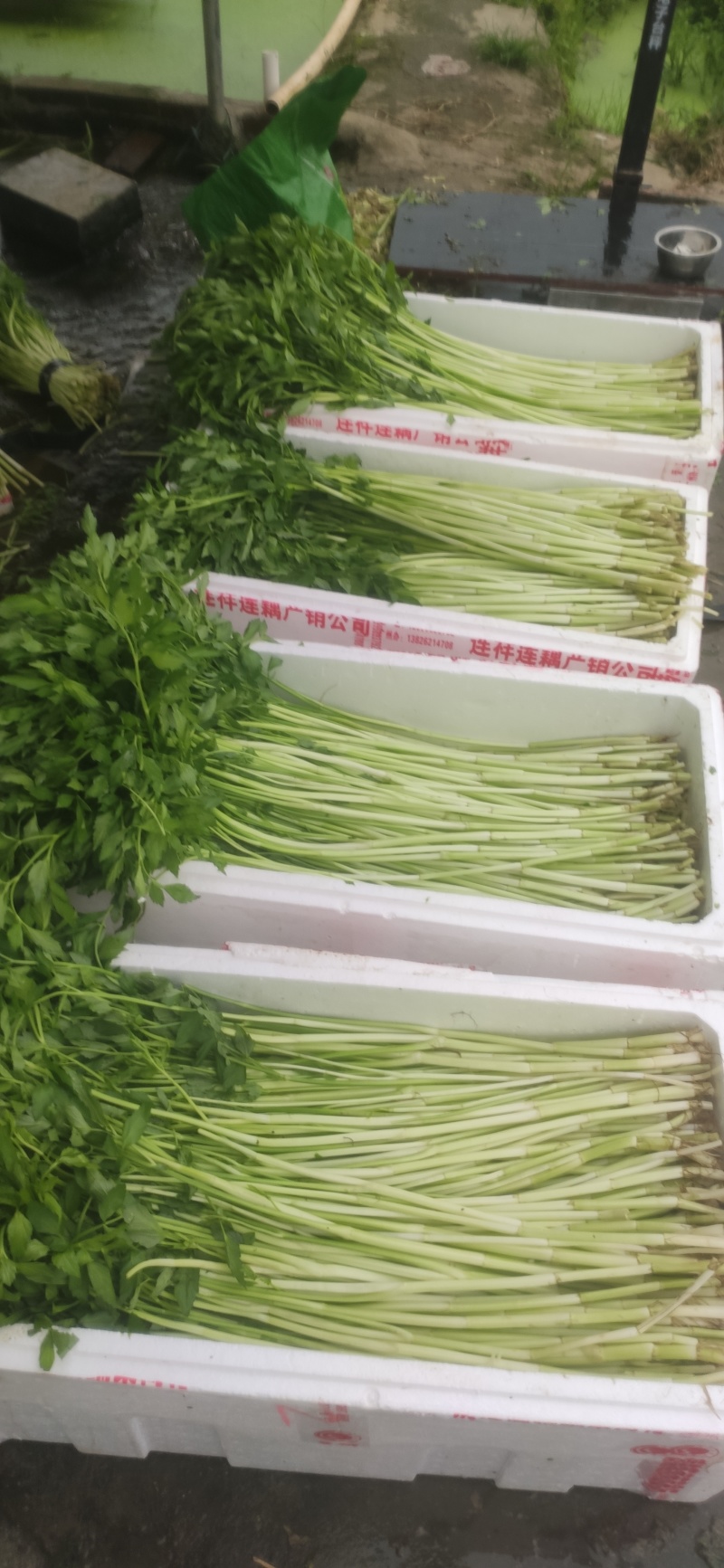 广东精品优质水芹菜，产地直发，一手货源，欢迎大家来电咨询