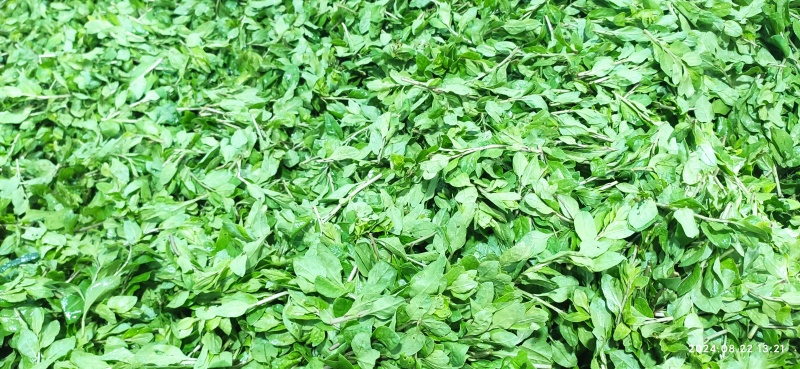 枸杞芽菜/产地销售/产地直发品质好需要老板电话