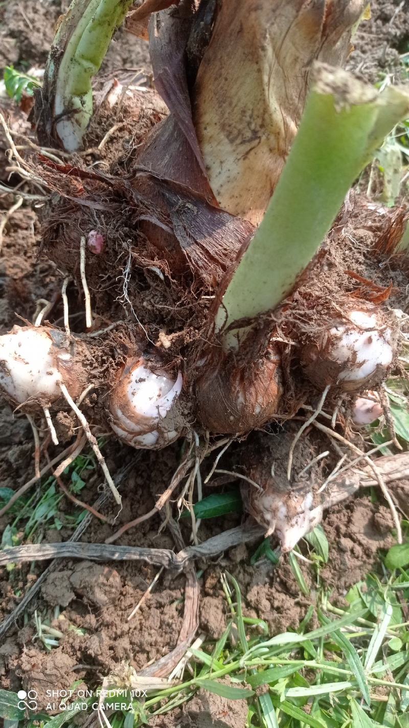 红芽芋大量现货
