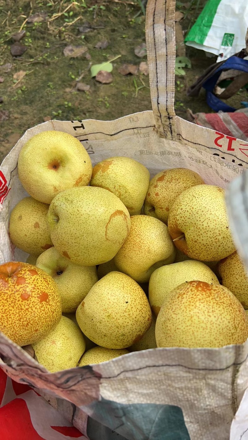 酥脆金黄白酥梨砀山白酥沙土地自家种植