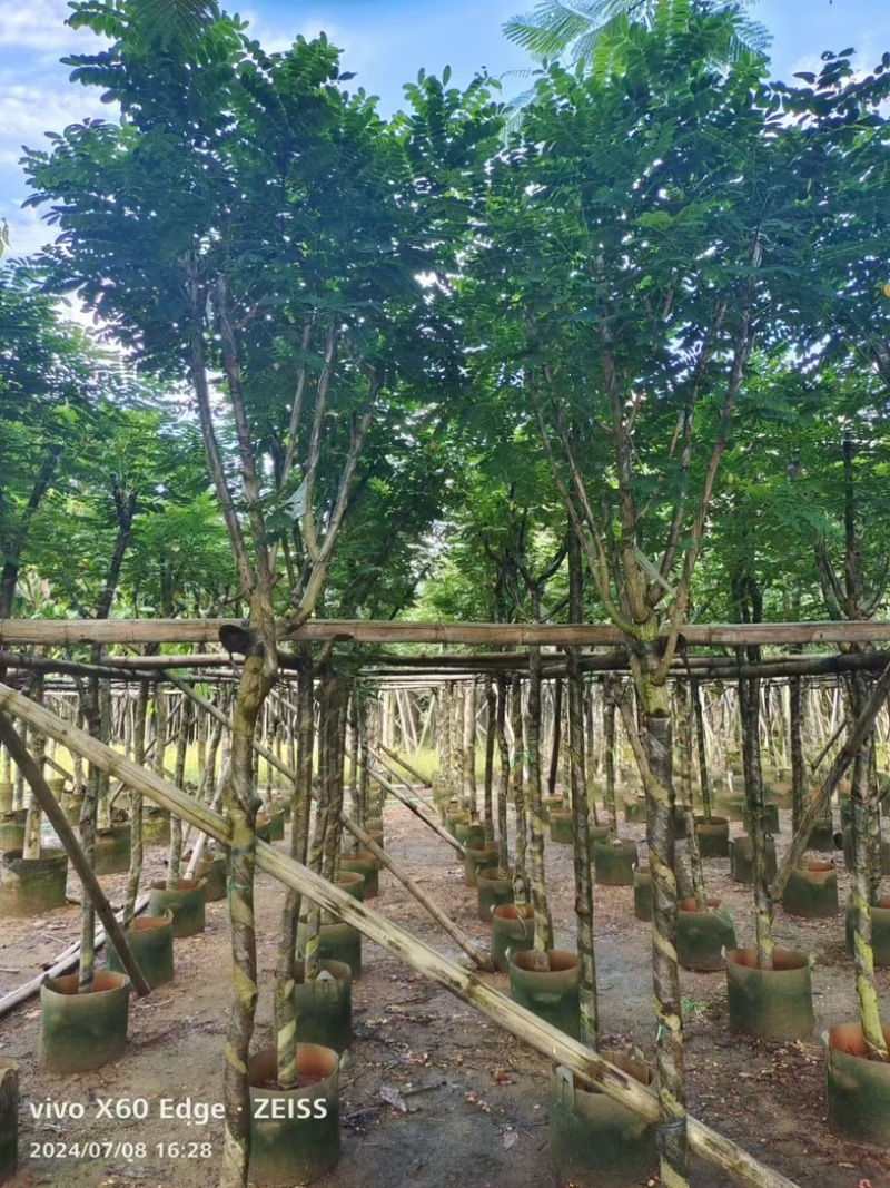 黄花槐5～10公分基地直发规格齐全质量优质