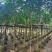 黄花槐5～10公分基地直发规格齐全质量优质