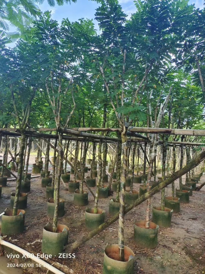 黄花槐5～10公分基地直发规格齐全质量优质
