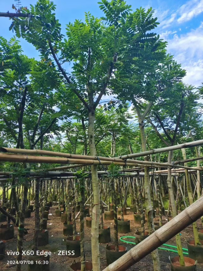 黄花槐5～10公分基地直发规格齐全质量优质