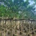 黄花槐5～10公分基地直发规格齐全质量优质