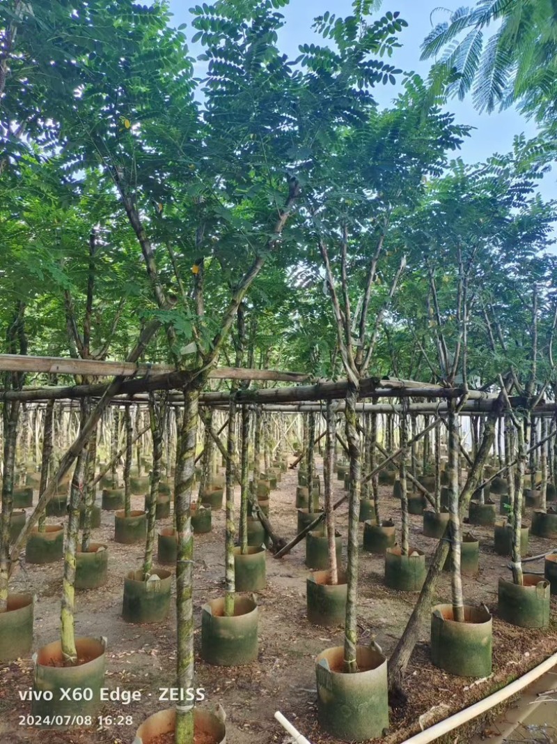 黄花槐5～10公分基地直发规格齐全质量优质