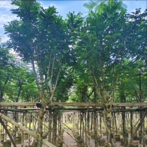 黄花槐5～10公分基地直发规格齐全质量优质
