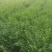 枸杞苗
