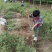 枸杞苗