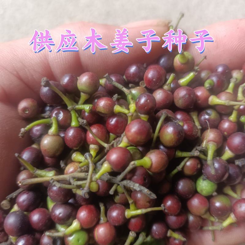 木姜子，山苍子，山胡椒
