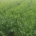枸杞