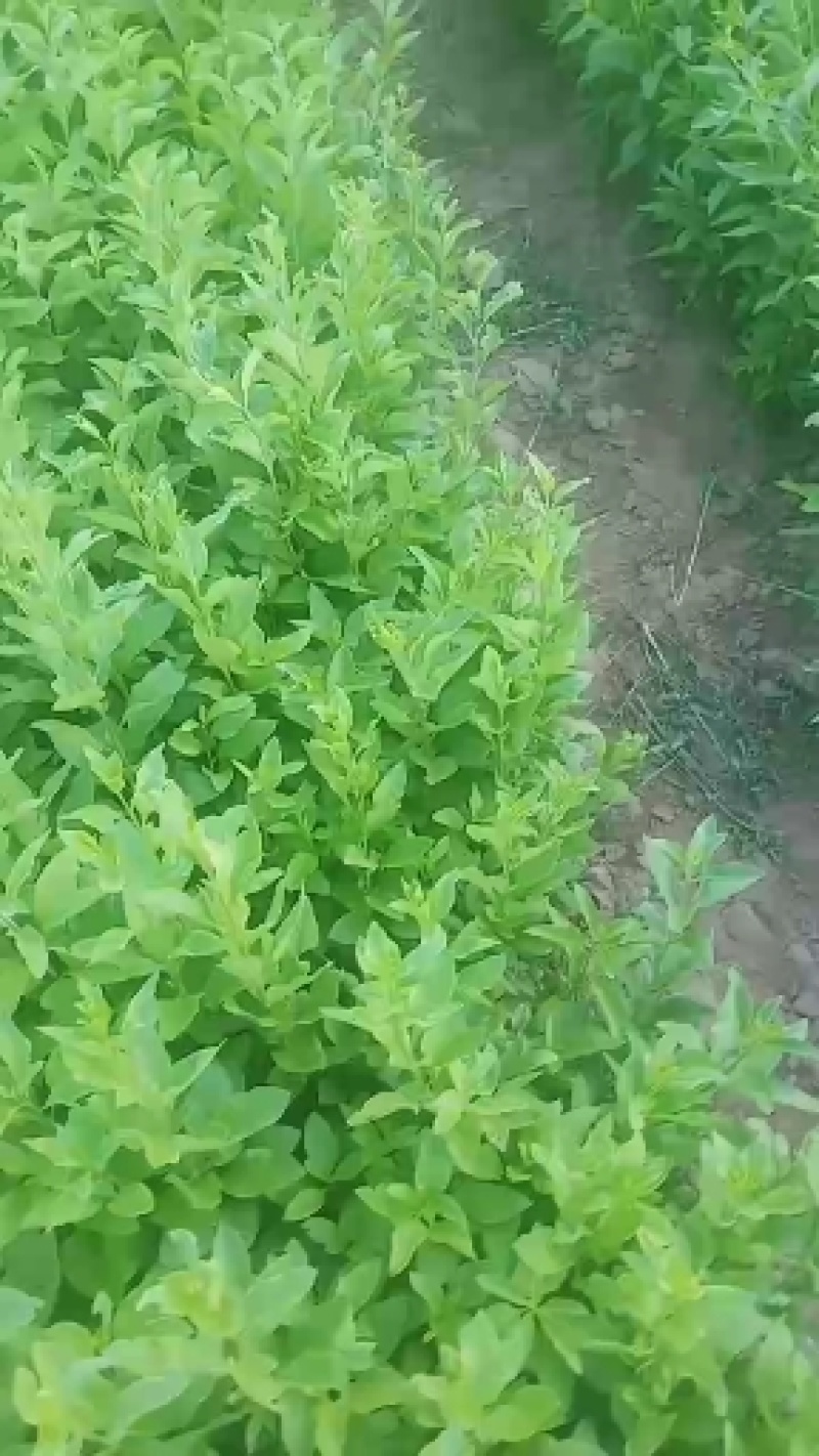 枸杞