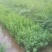 枸杞