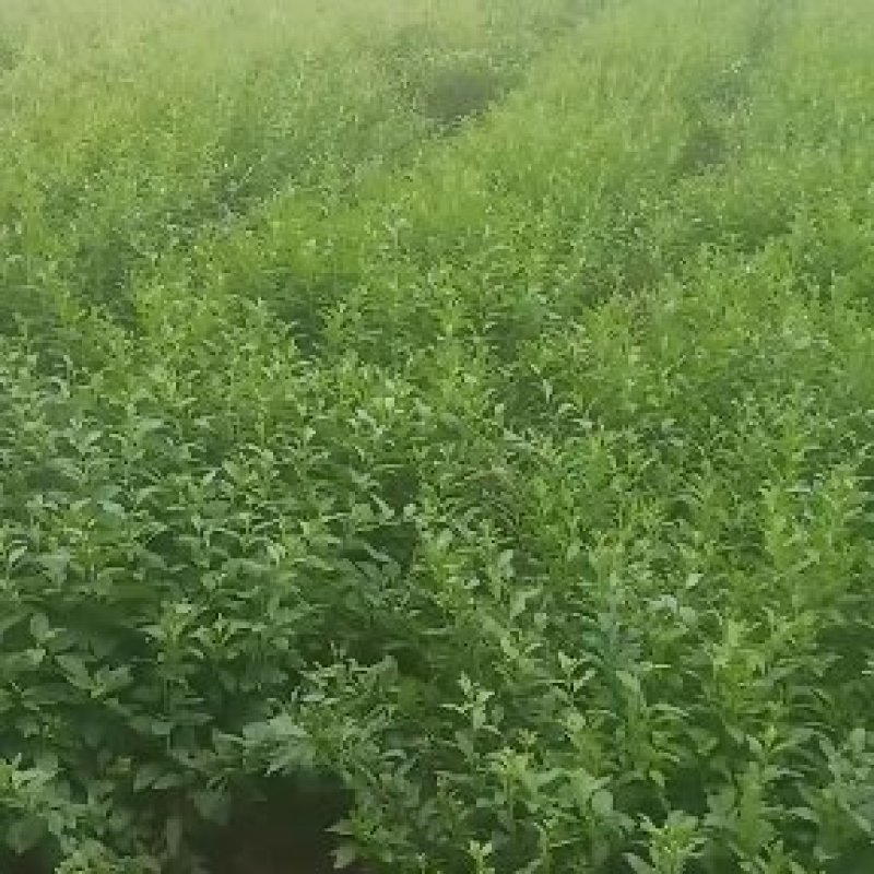 枸杞