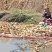 陕西大荔黄河滩精品莲藕