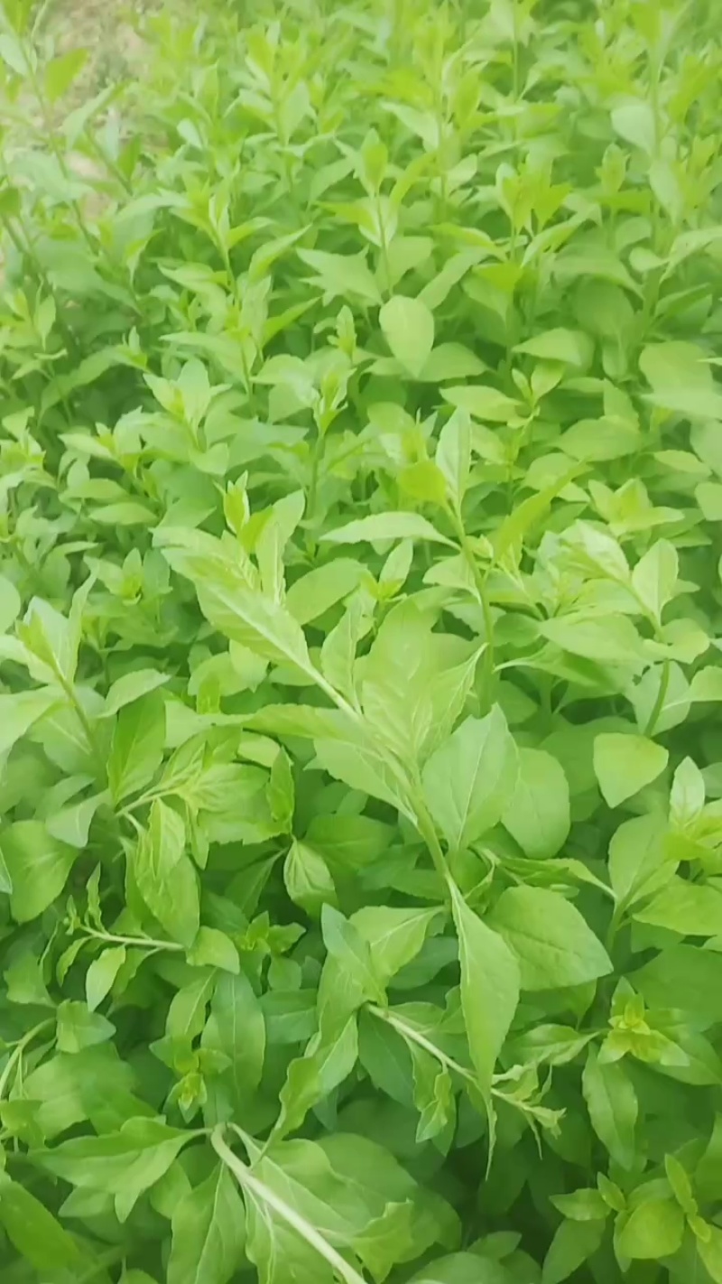 枸杞苗
