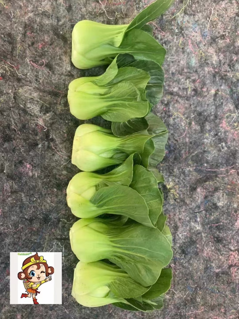 汕研小青仔菜种子小型上海青种子宁夏山东菜场青梗菜种子