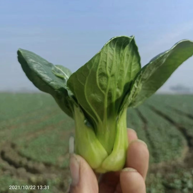 汕研小青仔菜种子小型上海青种子宁夏山东菜场青梗菜种子