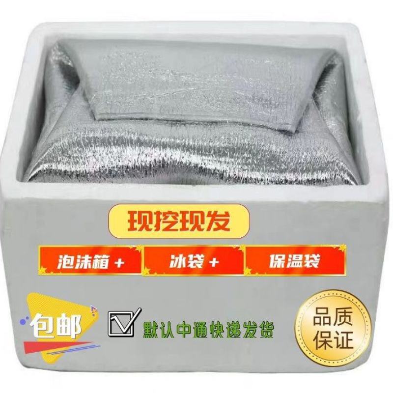 云南甜笋自家种植货量充足大量有货