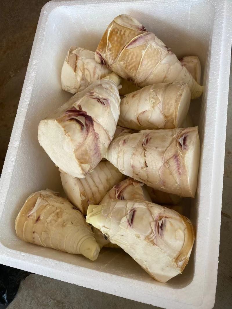 云南甜笋自家种植货量充足大量有货
