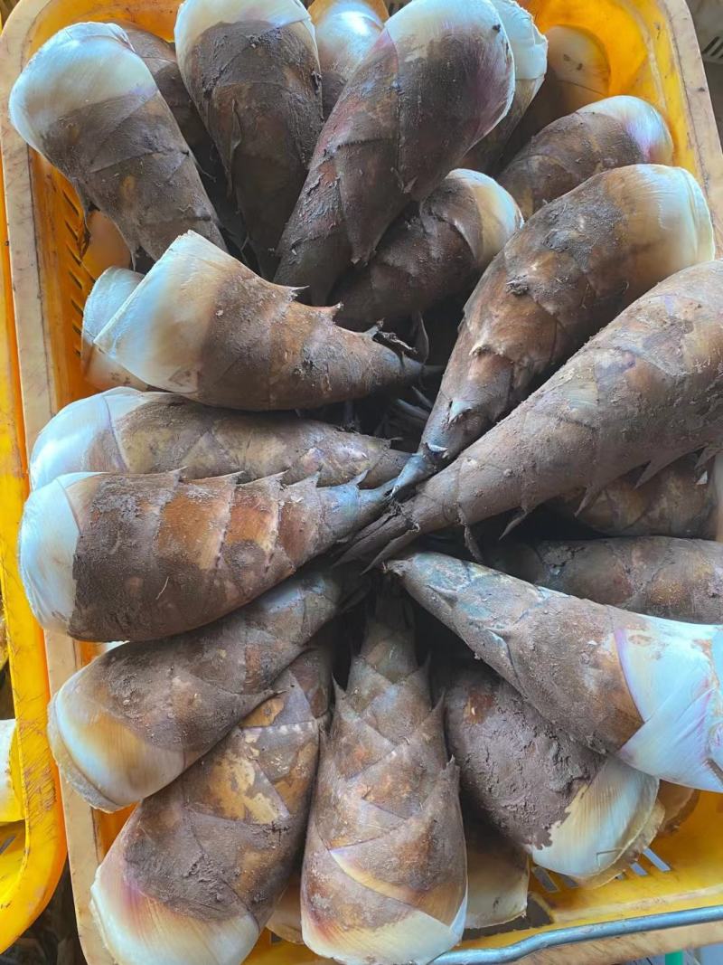 云南甜笋自家种植货量充足大量有货