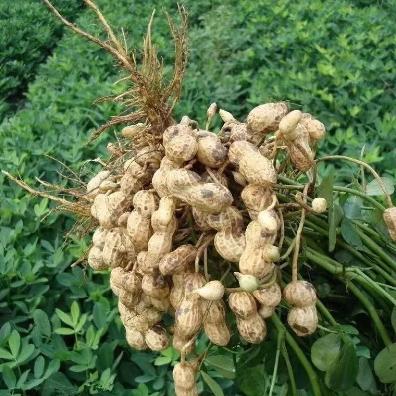 热卖鲜花生，大白沙花生，现摘现发新鲜直发，对接全国客商