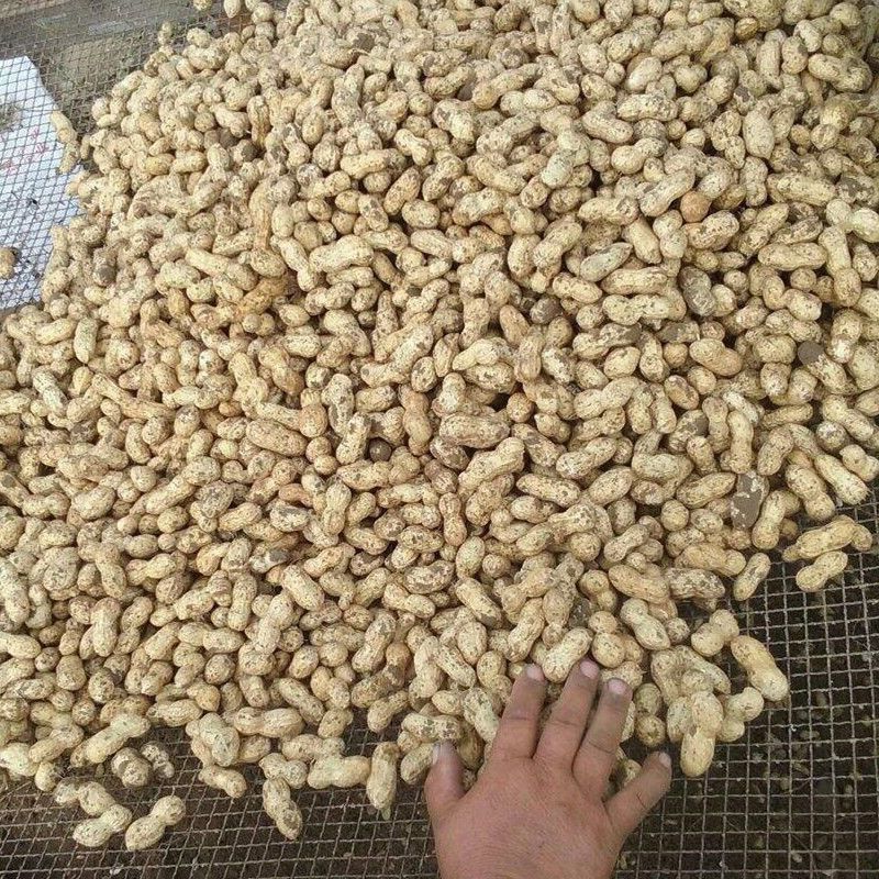 热卖鲜花生，大白沙花生，现摘现发新鲜直发，对接全国客商