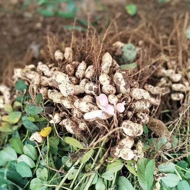 热卖鲜花生，大白沙花生，现摘现发新鲜直发，对接全国客商