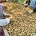 热卖鲜花生，大白沙花生，现摘现发新鲜直发，对接全国客商