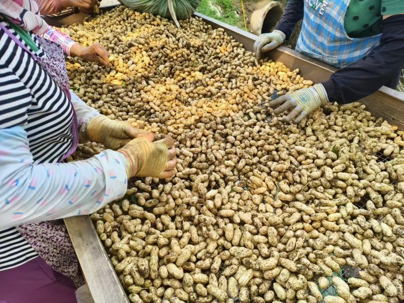 热卖鲜花生，大白沙花生，现摘现发新鲜直发，对接全国客商