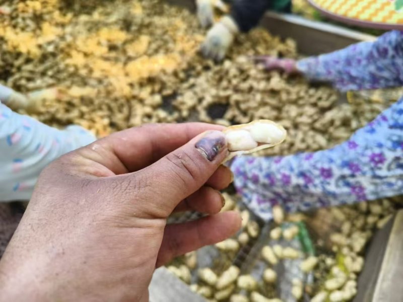 热卖鲜花生，大白沙花生，现摘现发新鲜直发，对接全国客商