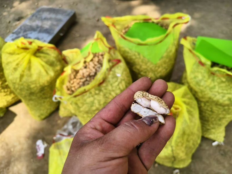 热卖鲜花生，大白沙花生，现摘现发新鲜直发，对接全国客商