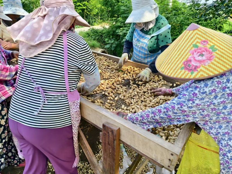 热卖鲜花生，大白沙花生，现摘现发新鲜直发，对接全国客商
