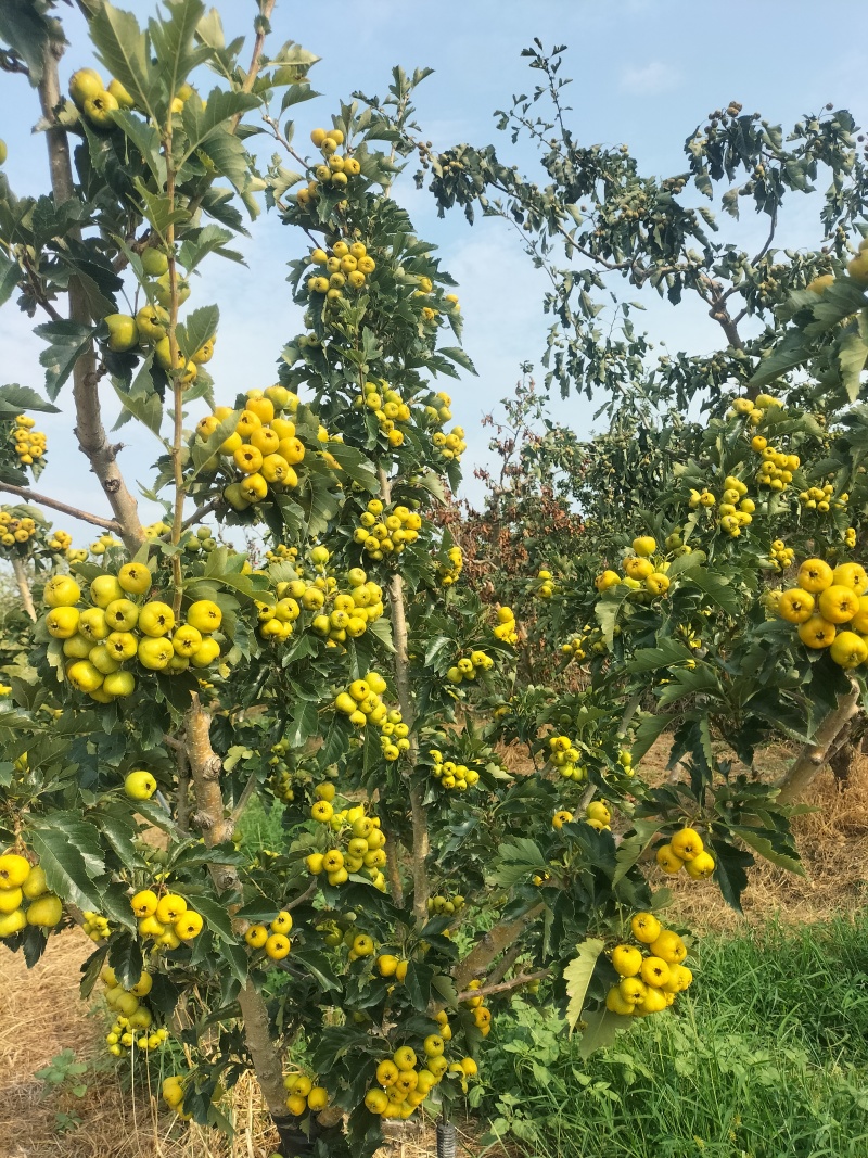 黄金豆，金如意山楂，新品种，产地发货，量大优惠。