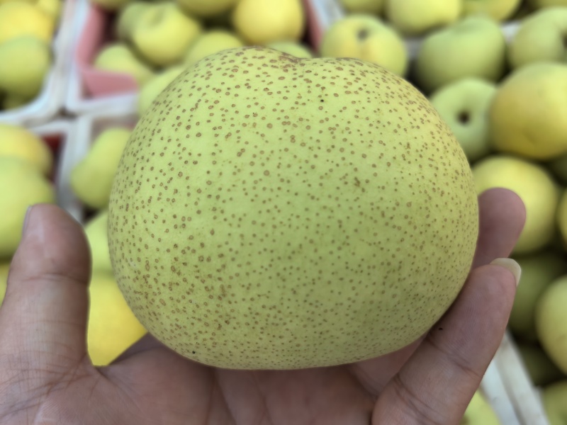 【热卖】精品砀山酥梨梨光果美团优选多多买菜电商货