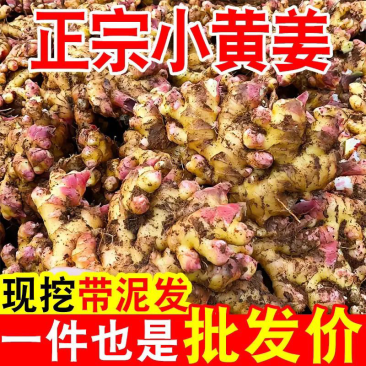 云南小黄姜，承接各大电商平台，社区团购一件代发