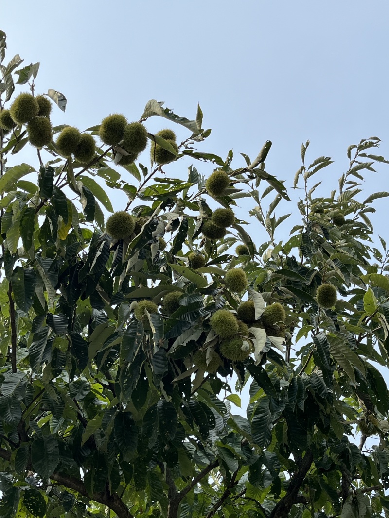 老树板栗球