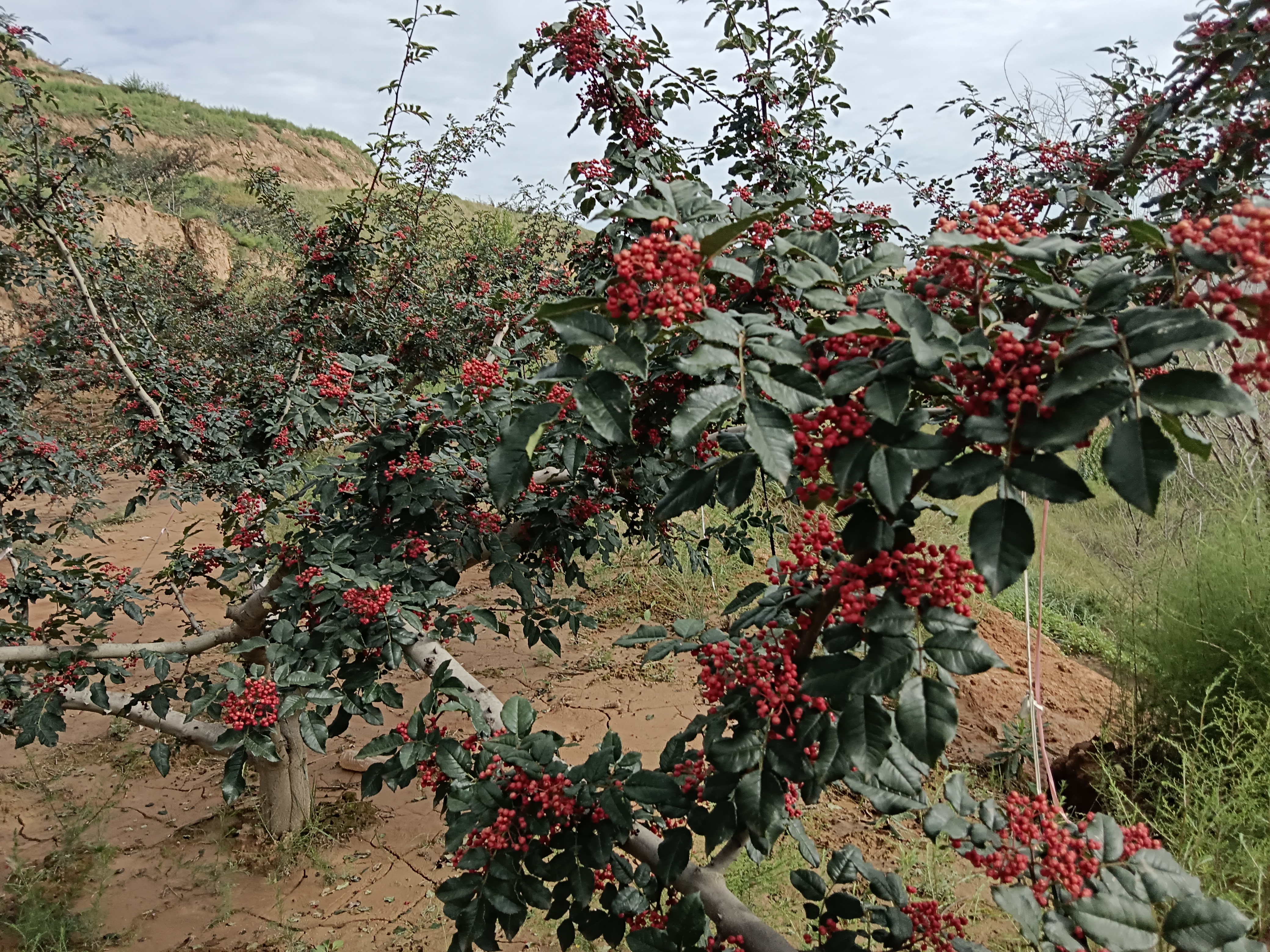 大青椒与红椒并排特写对比图，左侧为青绿色、表皮光滑饱满的大青椒（单果长约12cm，宽约8cm），右侧为鲜红色、果肉厚实有光泽的成熟红椒，两者均带完整绿色果柄，背景为纯白食品级亚克力台面
