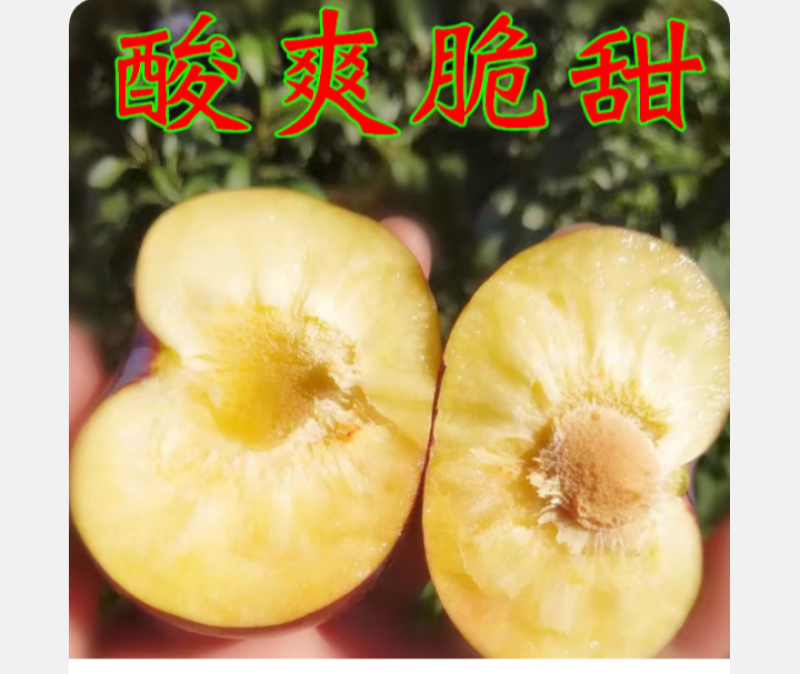 黑布林新鲜水果现摘黑李子黄肉黑巨李黑宝石孕妇整箱脱骨包邮