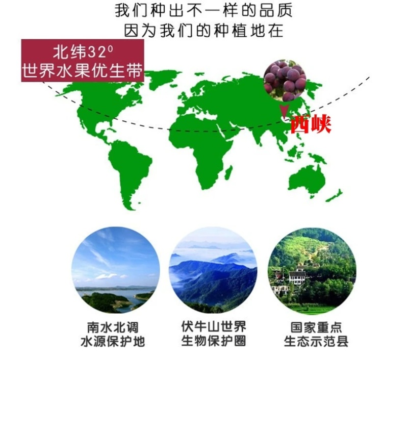 黑布林新鲜水果现摘黑李子黄肉黑巨李黑宝石孕妇整箱脱骨包邮