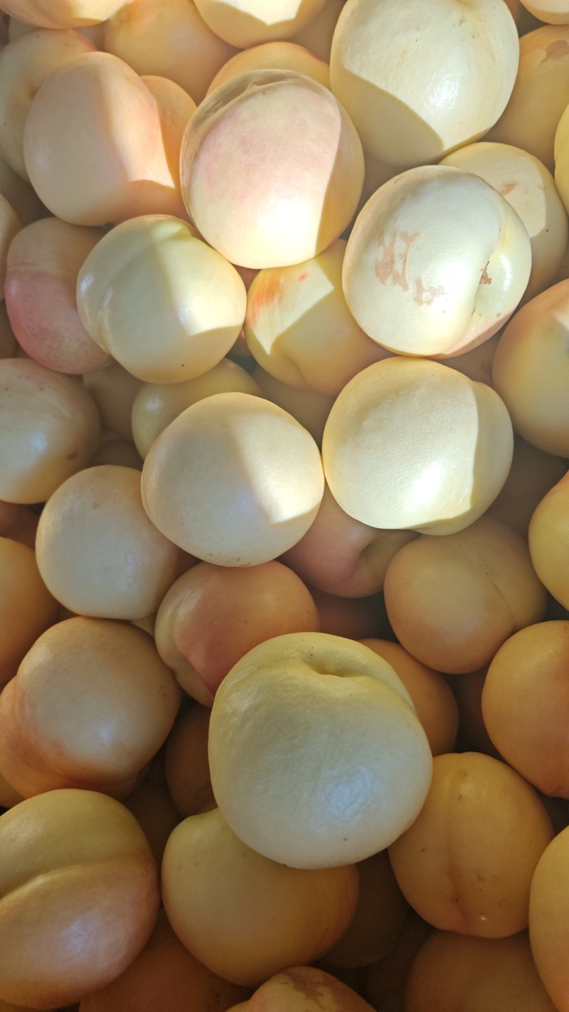 油八有货