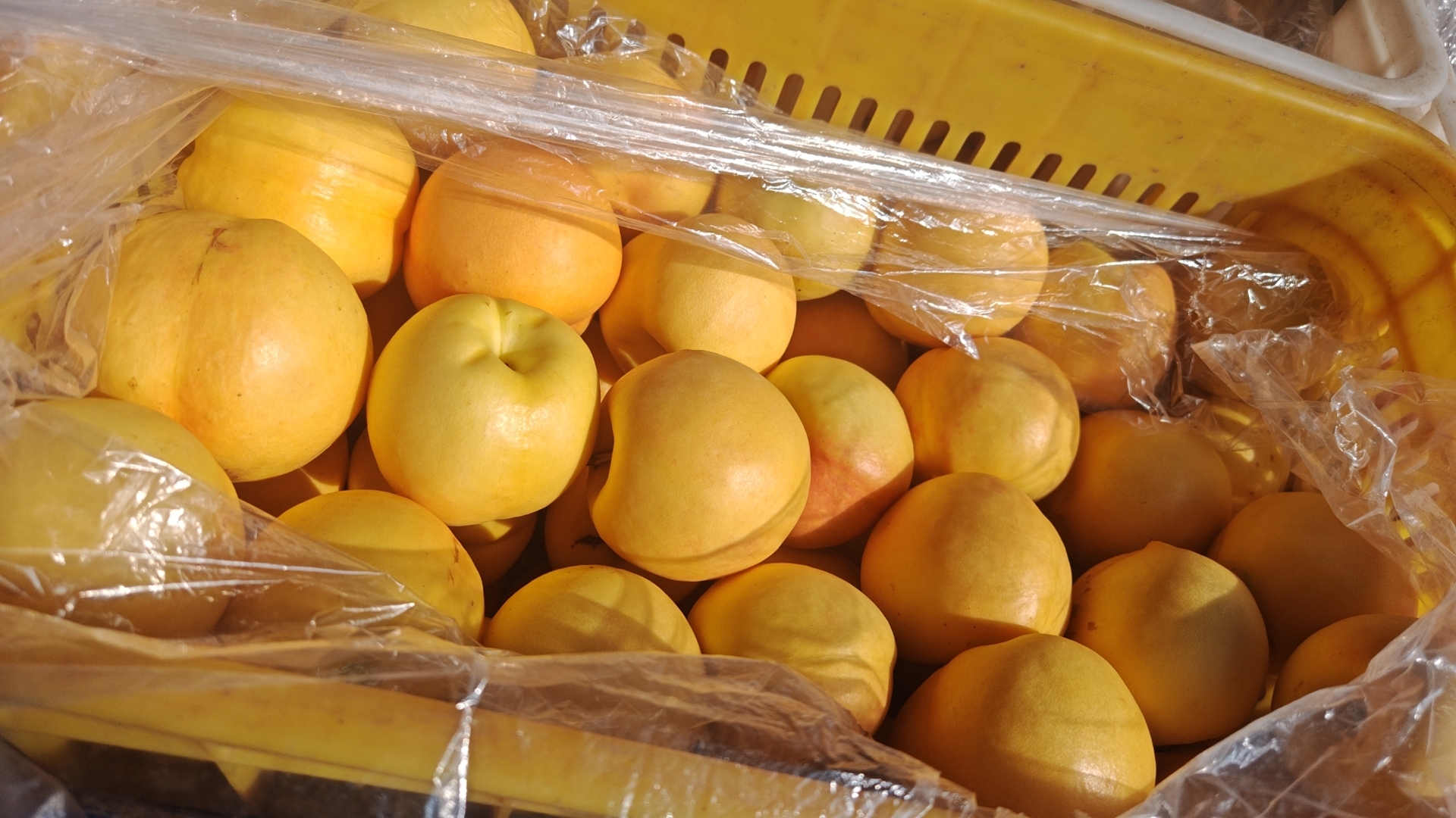 黄油桃冷藏包装示意图