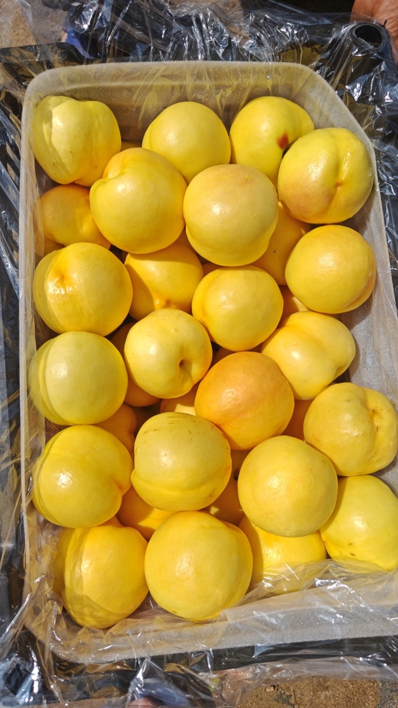 油八有货