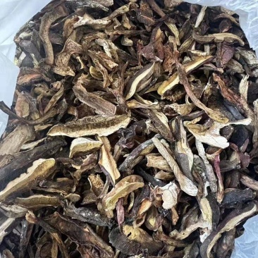 见手青干货