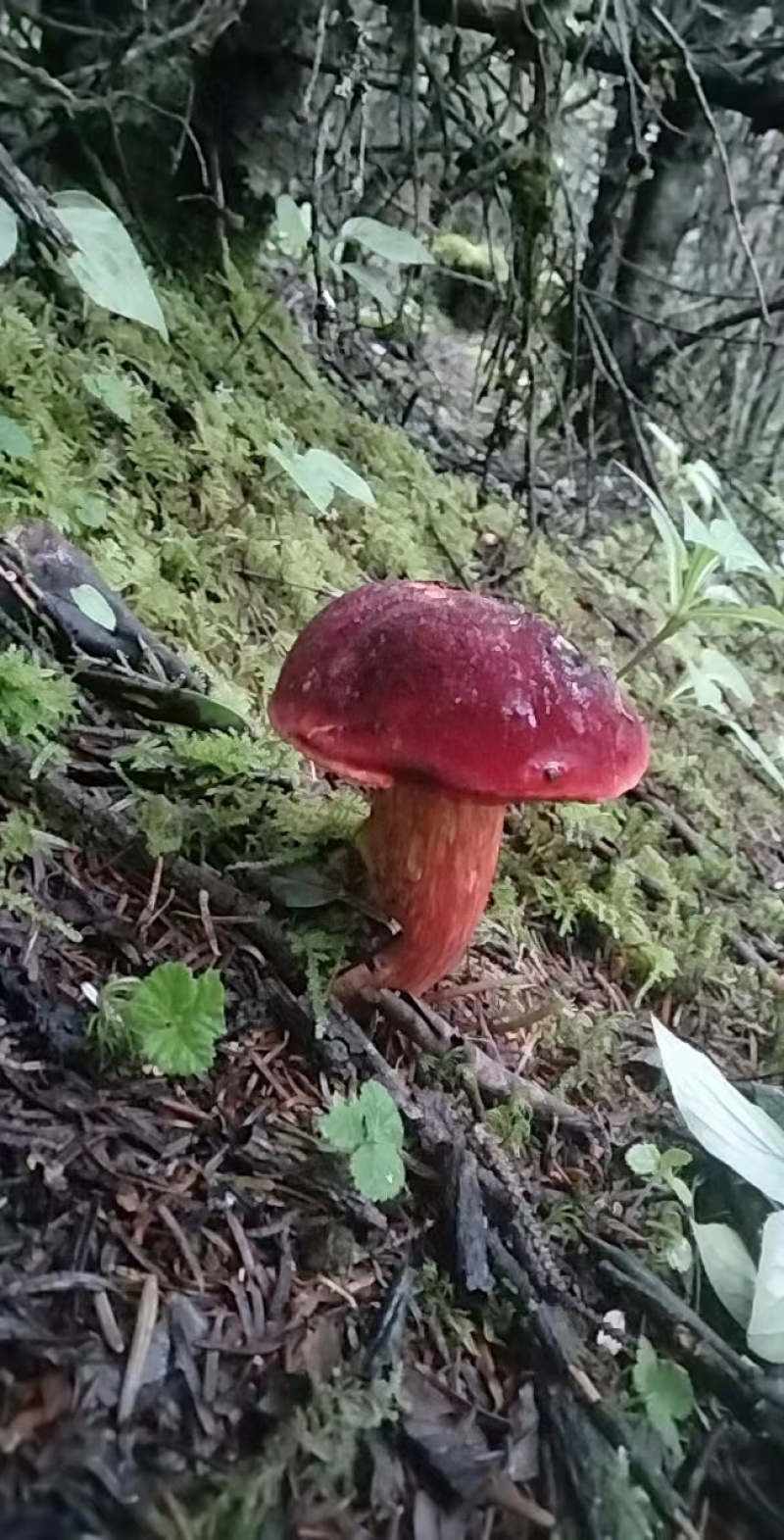 见手青干货
