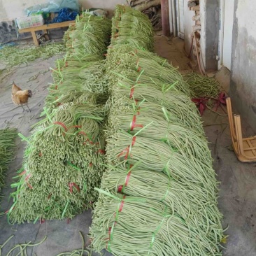 精品长豆角己大量上市。市场直发，电商供货。