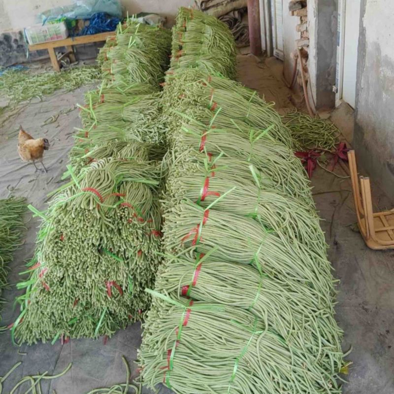 精品长豆角己大量上市。市场直发，电商供货。